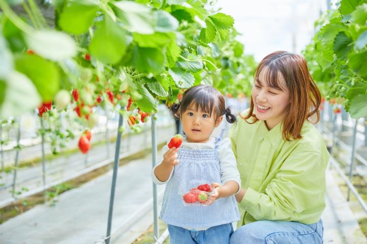 Strawberry, tomato, and cherry tomato harvesting experience (natural circulation experience event)