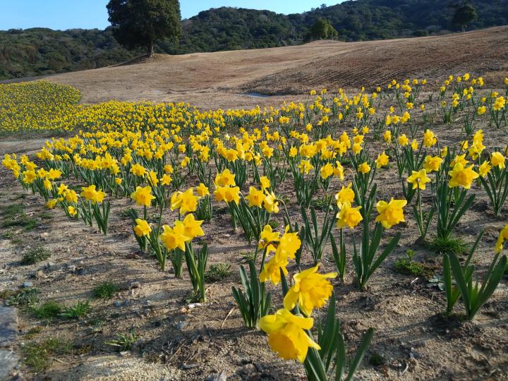 放牧場の花畑