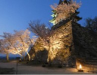 Sumoto Castle Sakura Light-up