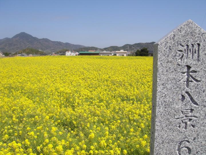 大野地区菜の花迷路　オープニングイベント