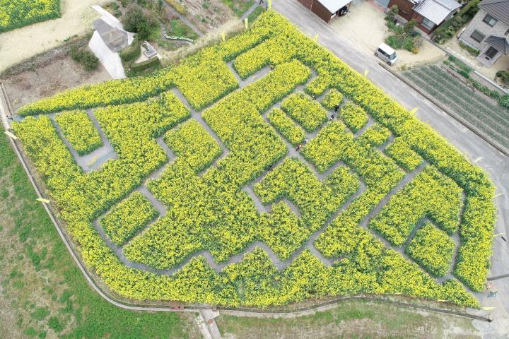 Ono District Rape Blossom Maze