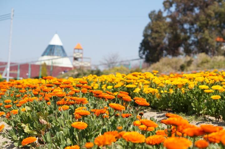 Calendula picking experience