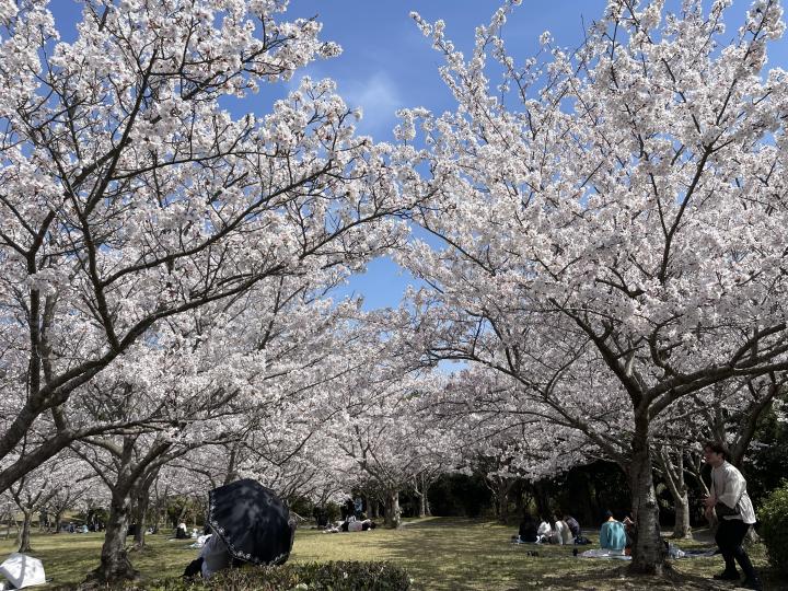 桜まつり