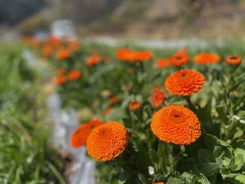 Edible herb = Calendula ❁ "Cultivation class"