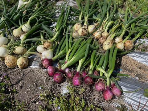 Safe and secure organic onion harvesting experience