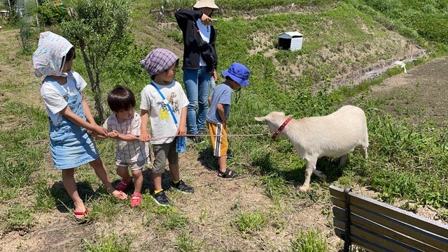 かわいいトカラ山羊とお散歩