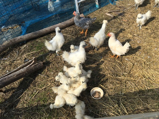 Observing cute chickens