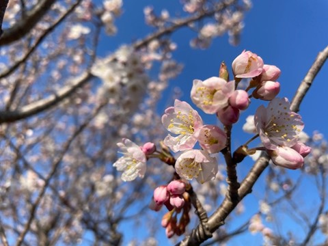 Cherry Blossom Viewing