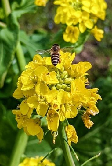 淡路島の宝 花と日本蜜蜂 世界へ届けるフォトコンテスト