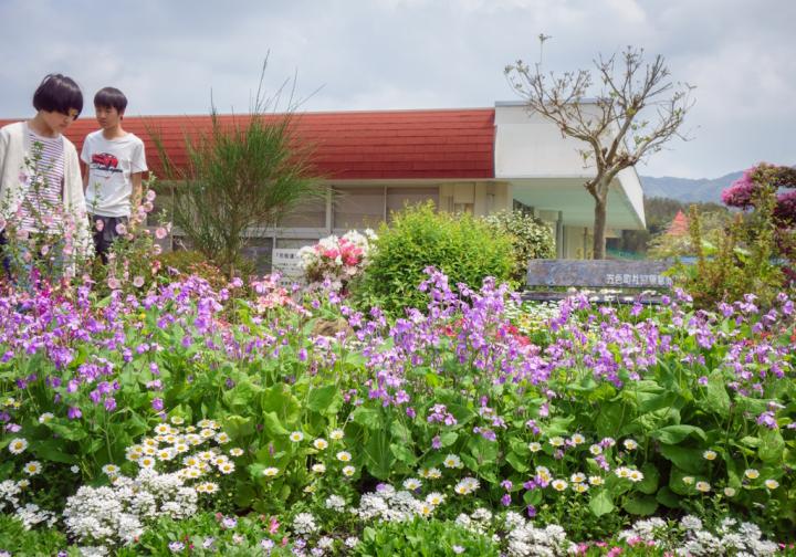 Flowerbed full of Sumoto flowers