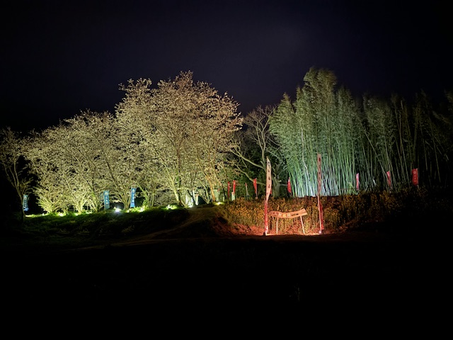 Illumination of cherry blossoms and bamboo corridor at Shichi Castle ruins