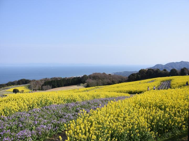 Rape blossom festival