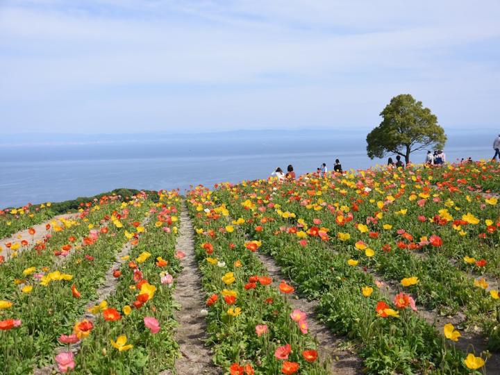 Poppy Festival