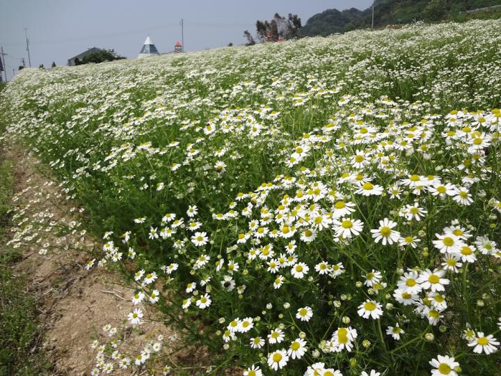 洋甘菊采摘体验