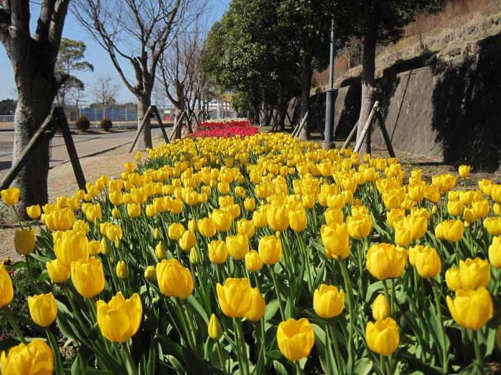 10,000 Spring Tulip Festival