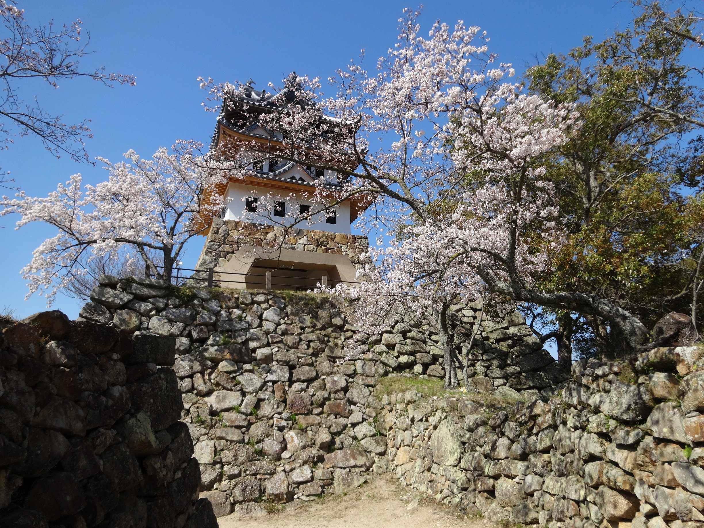 Sumoto Castle Sakura Light-up