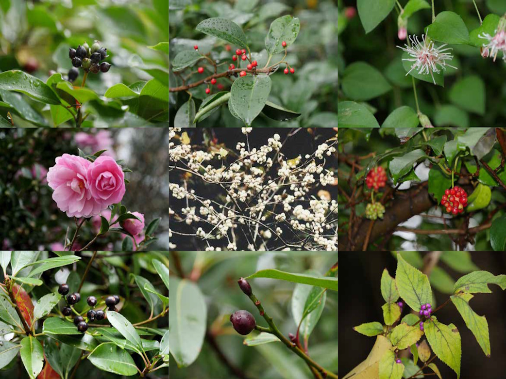 Flower tour event at Mt. Mikuma