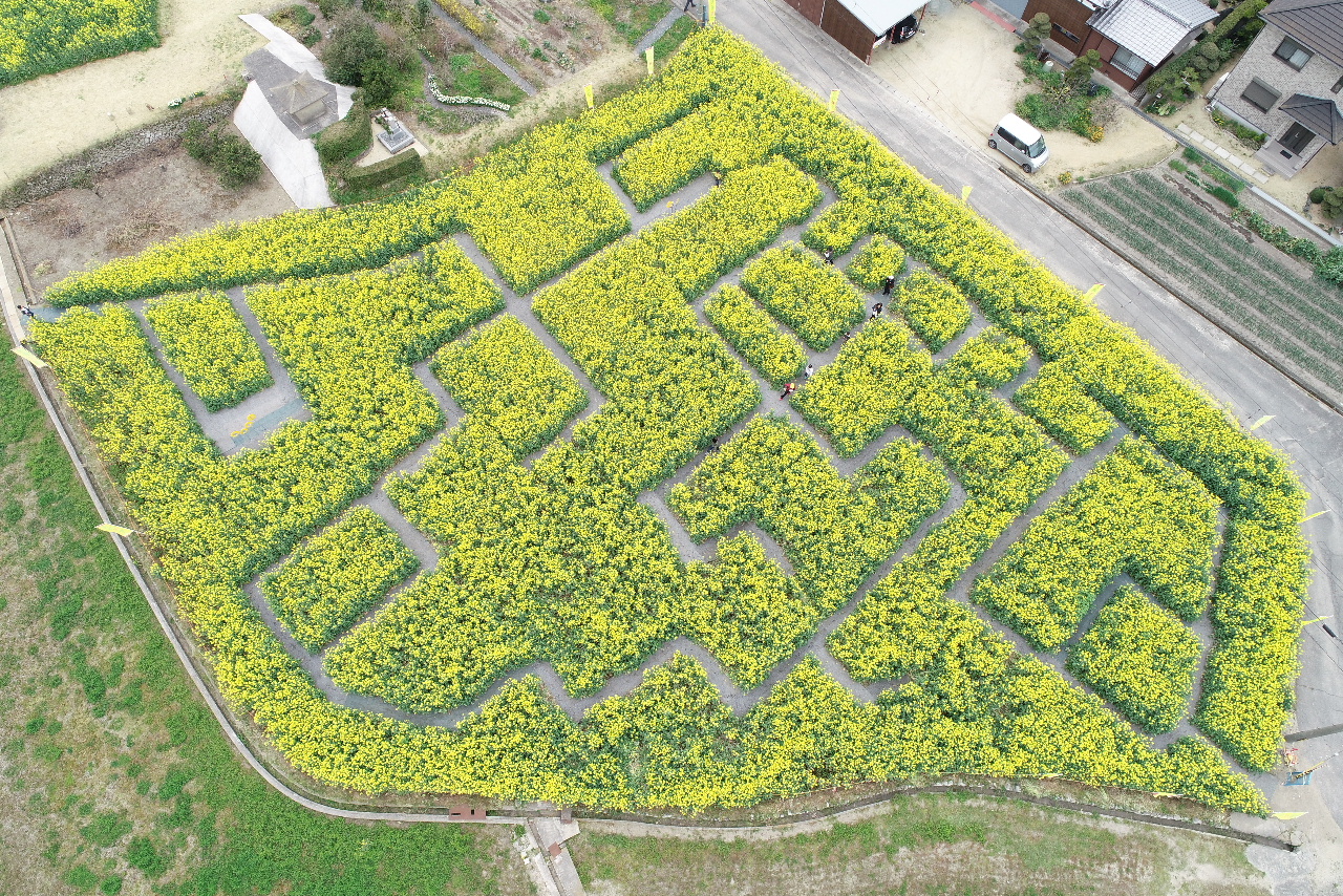 大野地区菜の花迷路　オープニングイベント