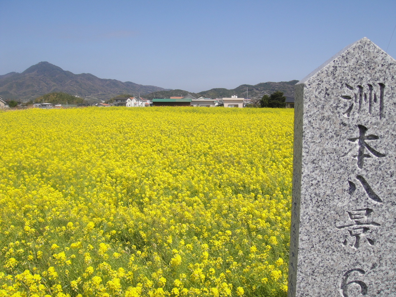 大野地区菜の花迷路