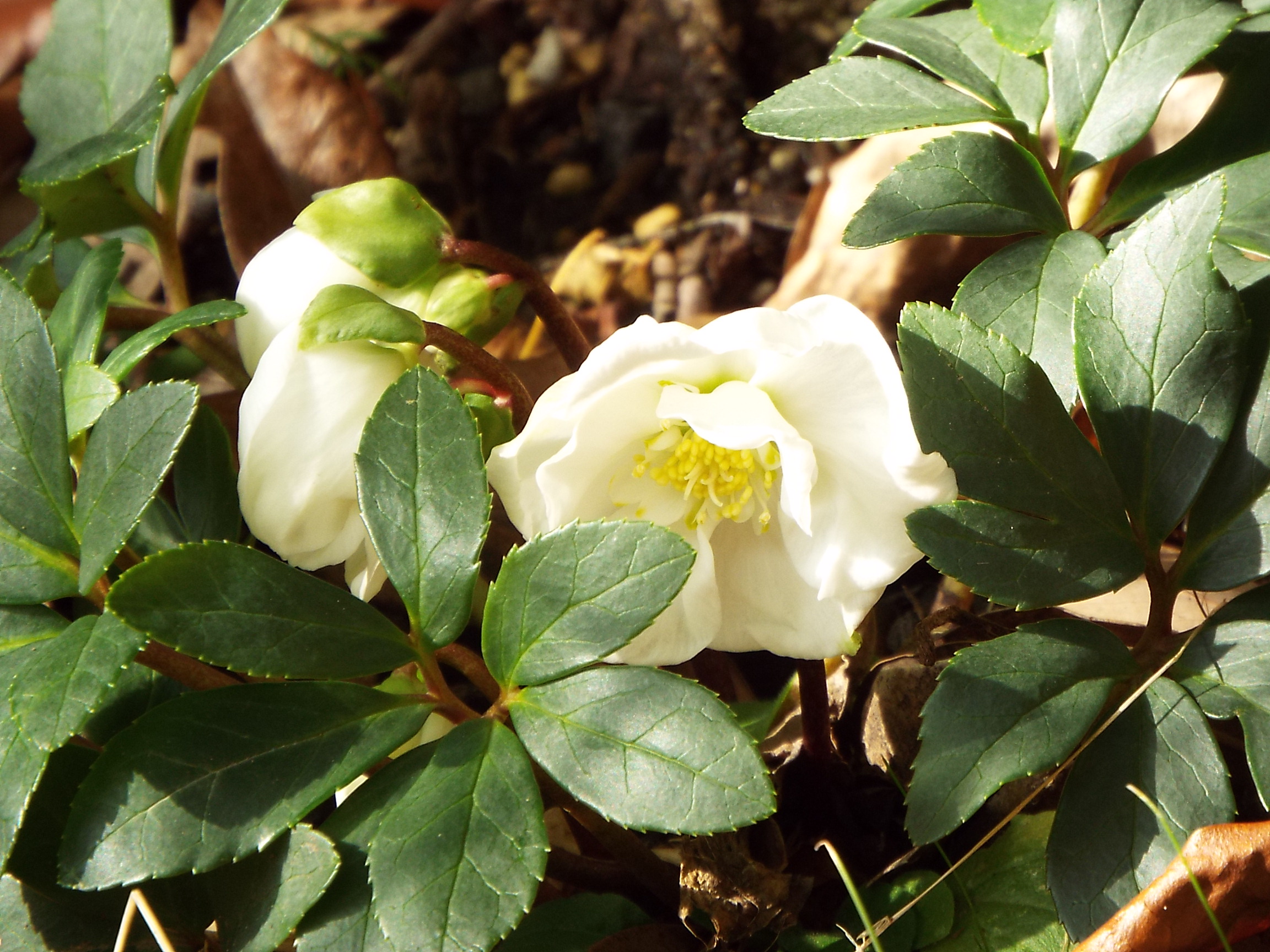 Yuzuruhayama Flower and Greenery Fair Climbing Tour (Ura-sando Course/Omotesando Course)