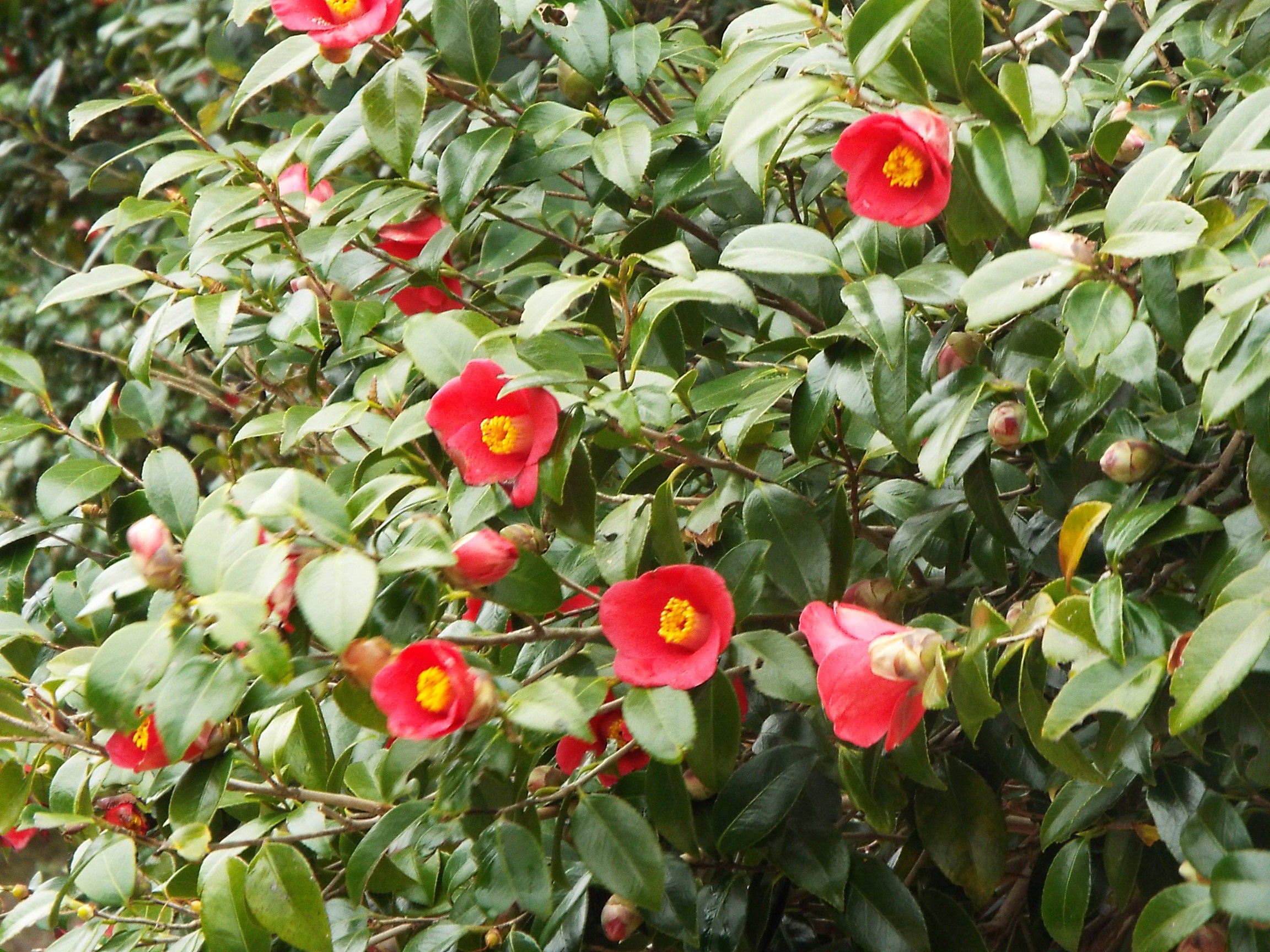 Yuzuruhayama Flower and Greenery Fair Climbing Tour (Ura-sando Course/Omotesando Course)