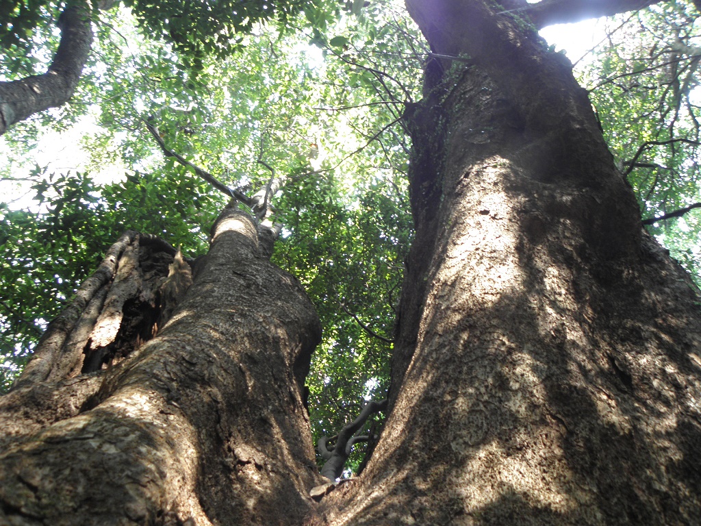 Yuzuruhayama Flower and Greenery Fair Climbing Tour (Ura-sando Course/Omotesando Course)