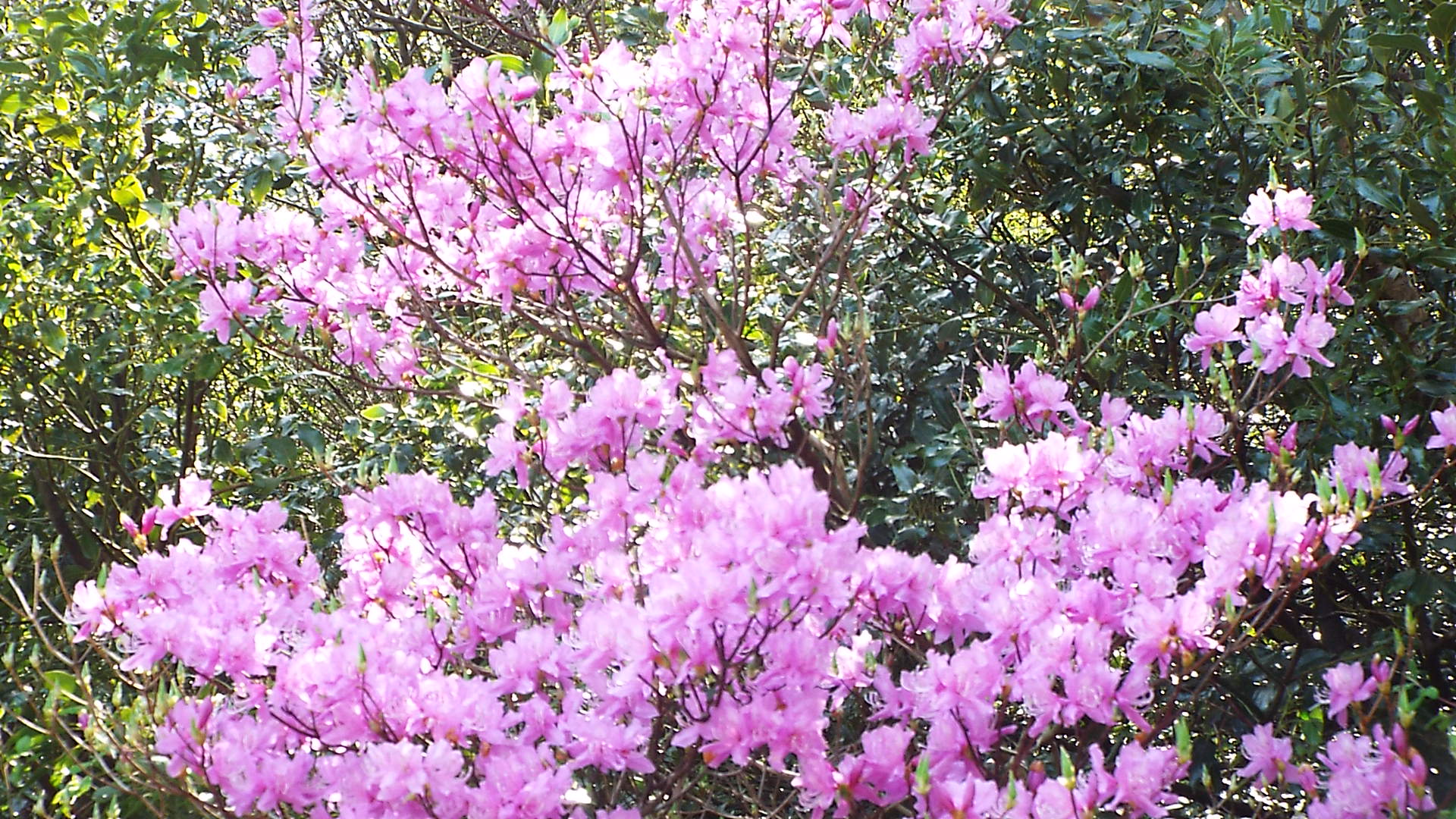 諭鶴羽山 花みどりフェア大登山会(裏参道コース・表参道コース)