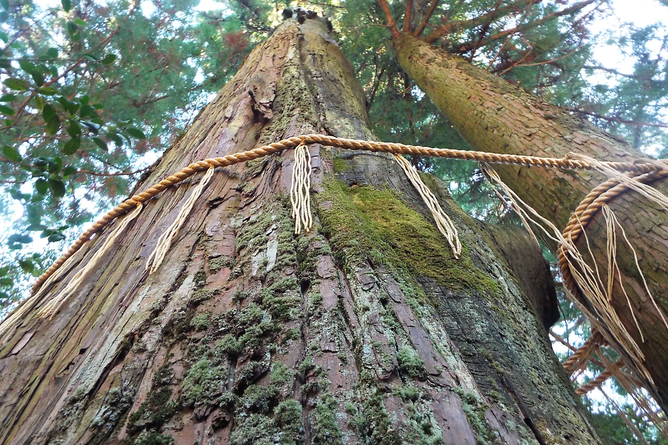 Yuzuruhayama Flower and Greenery Fair Climbing Tour (Ura-sando Course/Omotesando Course)