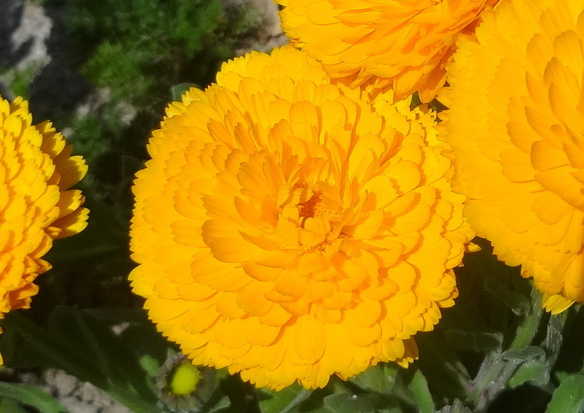 Calendula picking experience