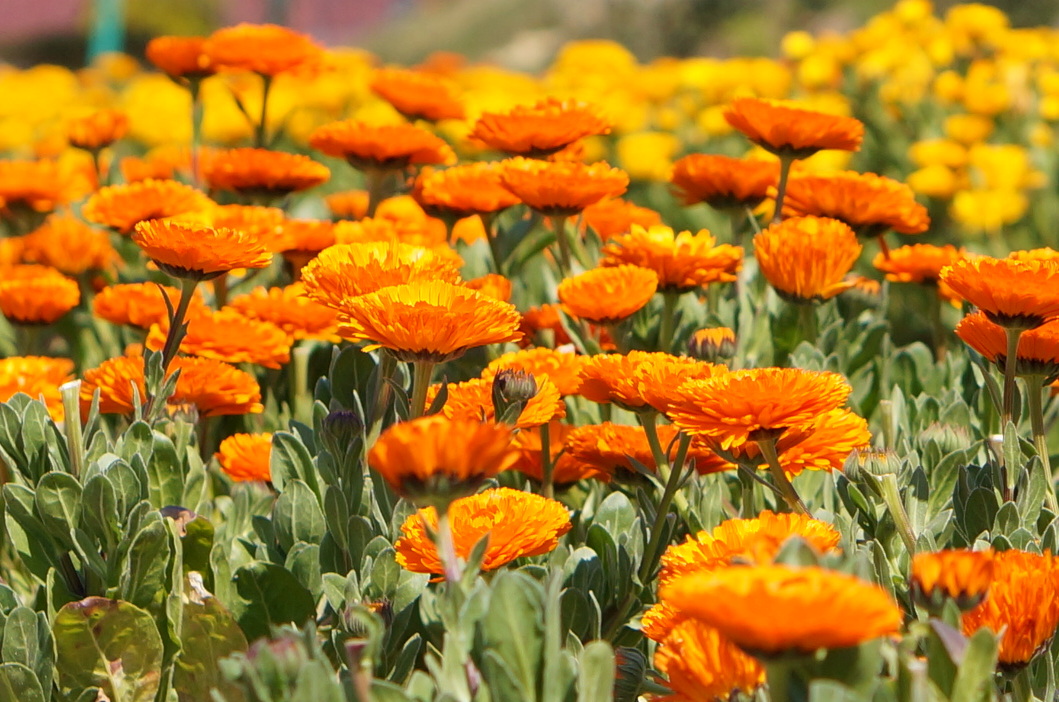 Calendula picking experience