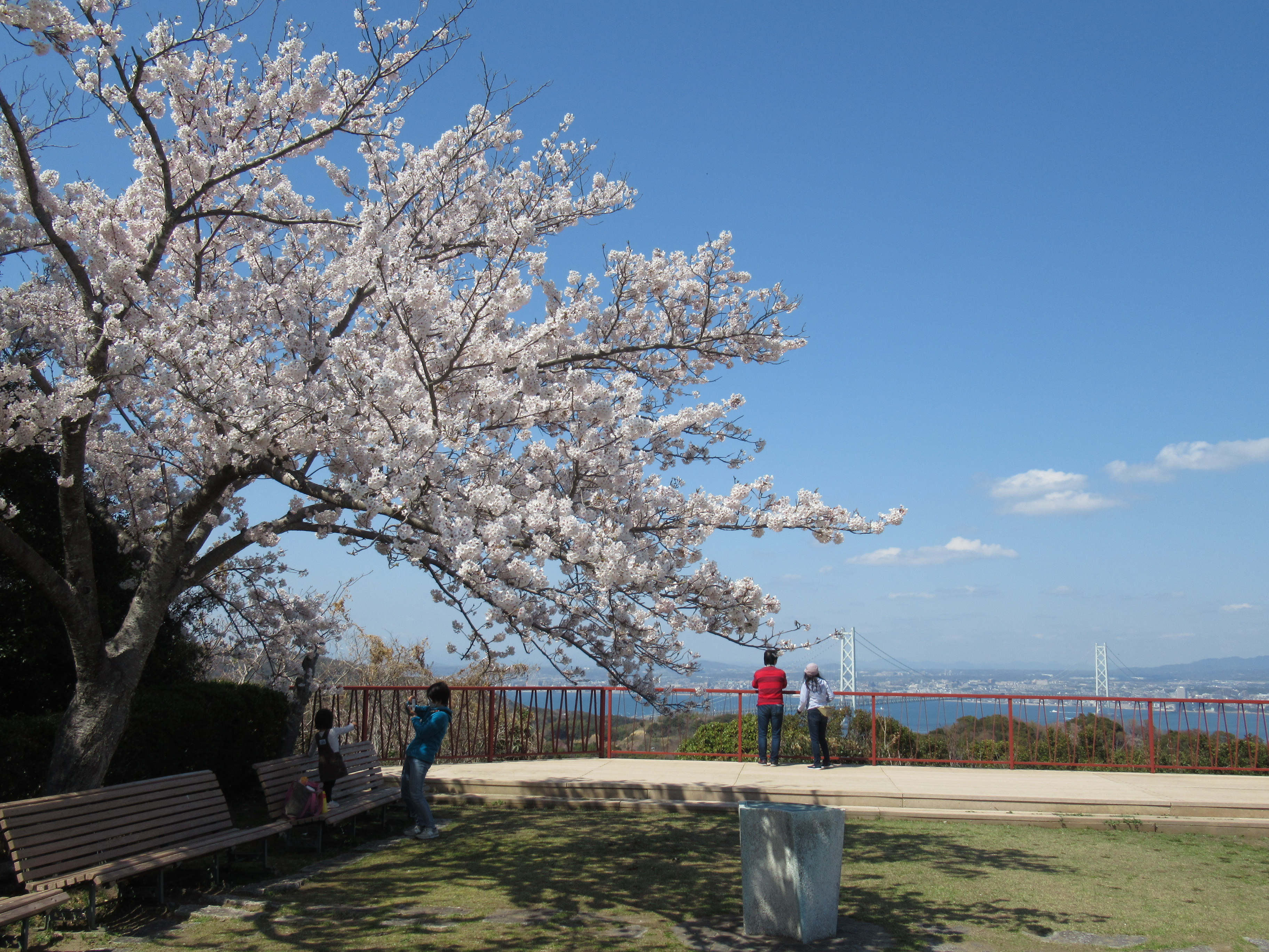 桜まつり