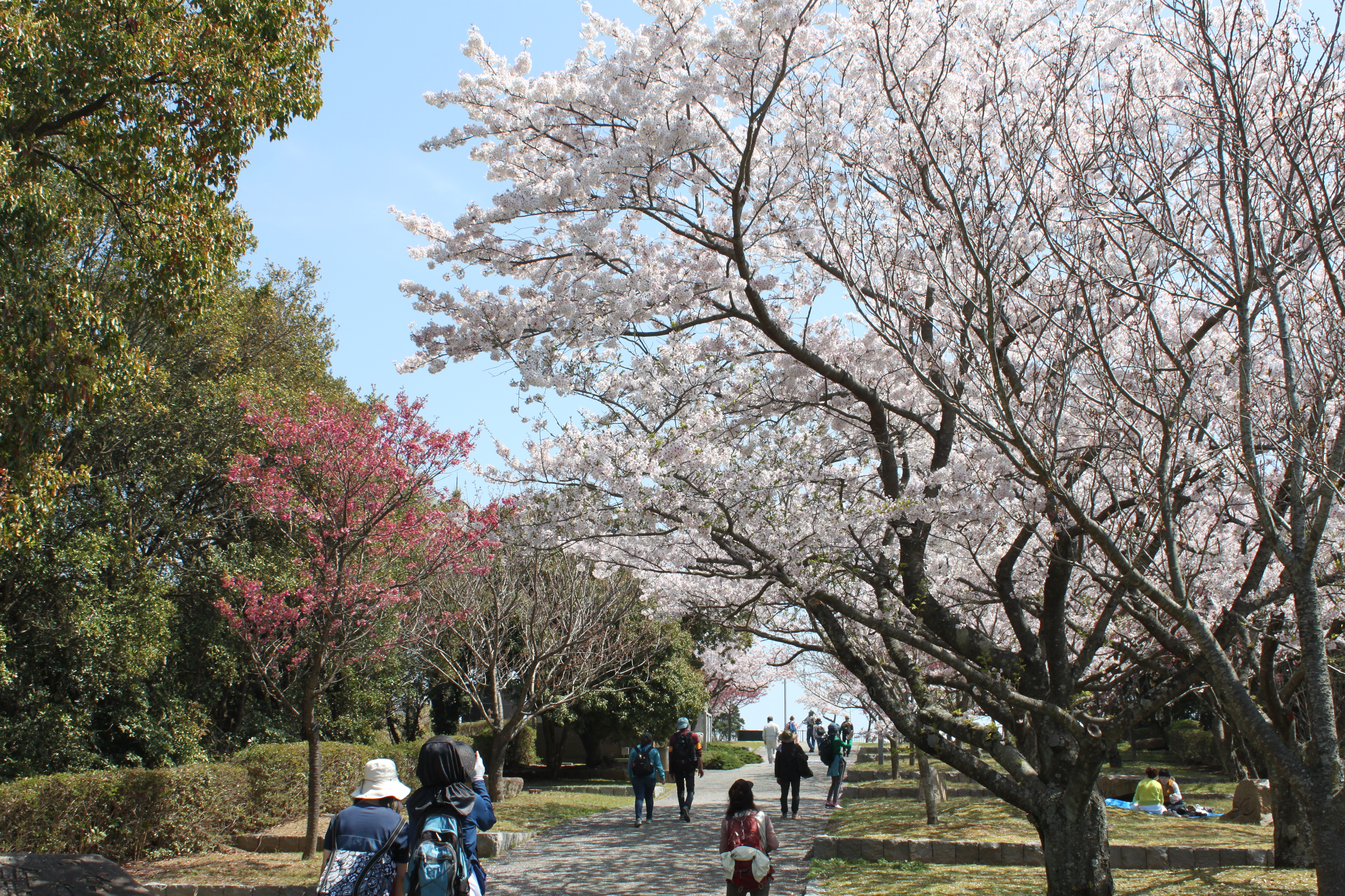 桜まつり