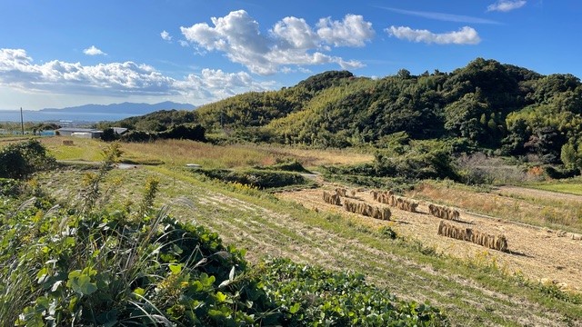 安心安全有機玉ねぎ収穫体験