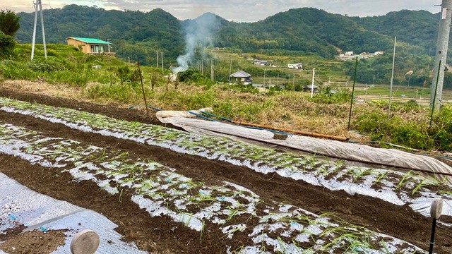 安心安全有機玉ねぎ収穫体験