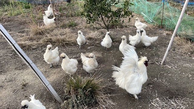 Observing cute chickens