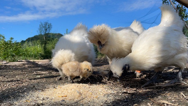 Observing cute chickens