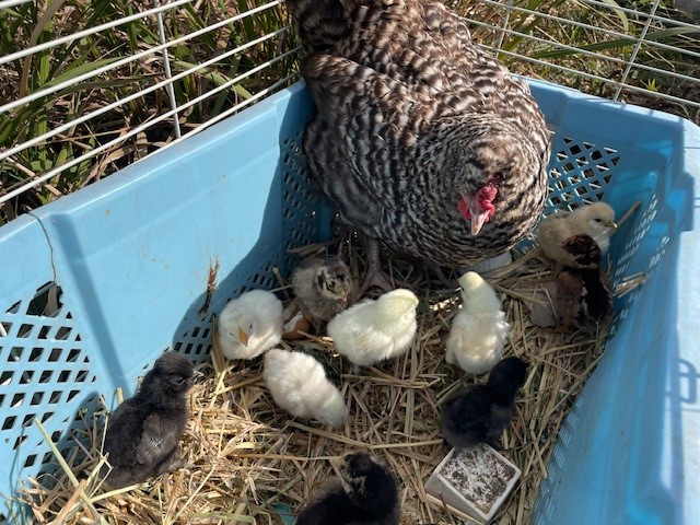 Observing cute chickens