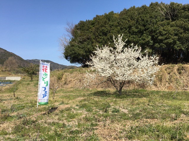 Cherry Blossom Viewing