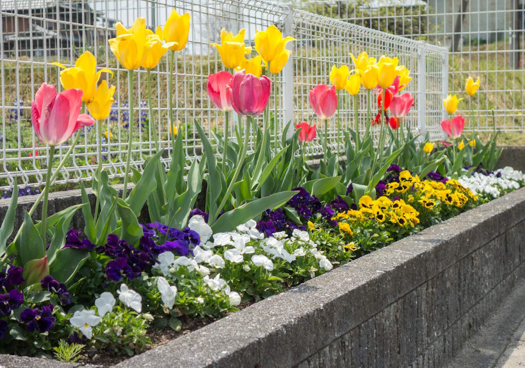 Flowerbed full of Sumoto flowers