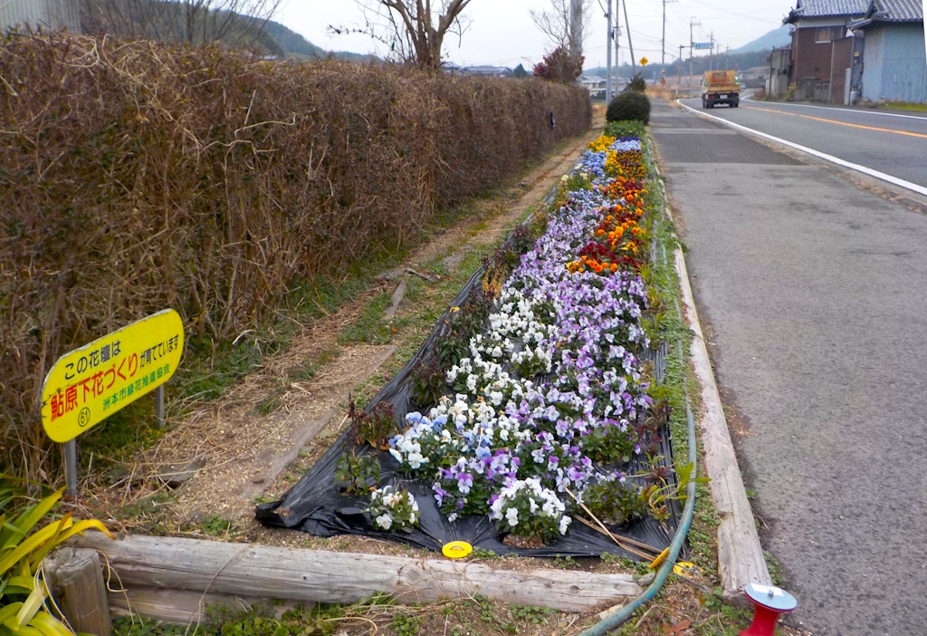 Flowerbed full of Sumoto flowers