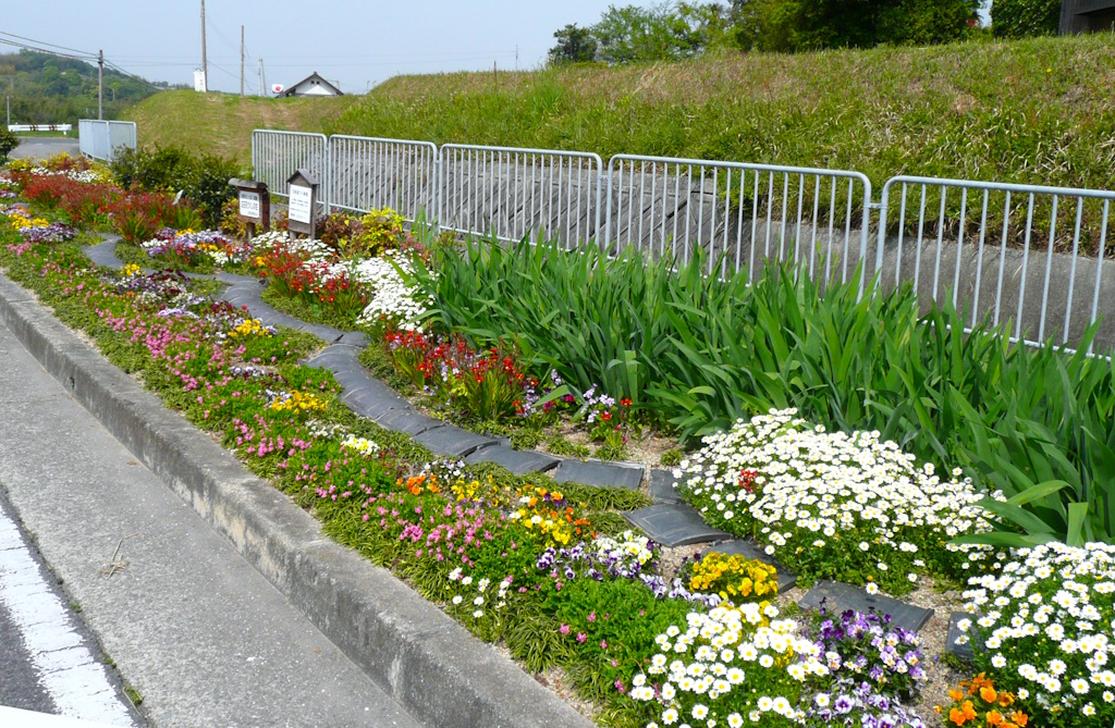 Flowerbed full of Sumoto flowers