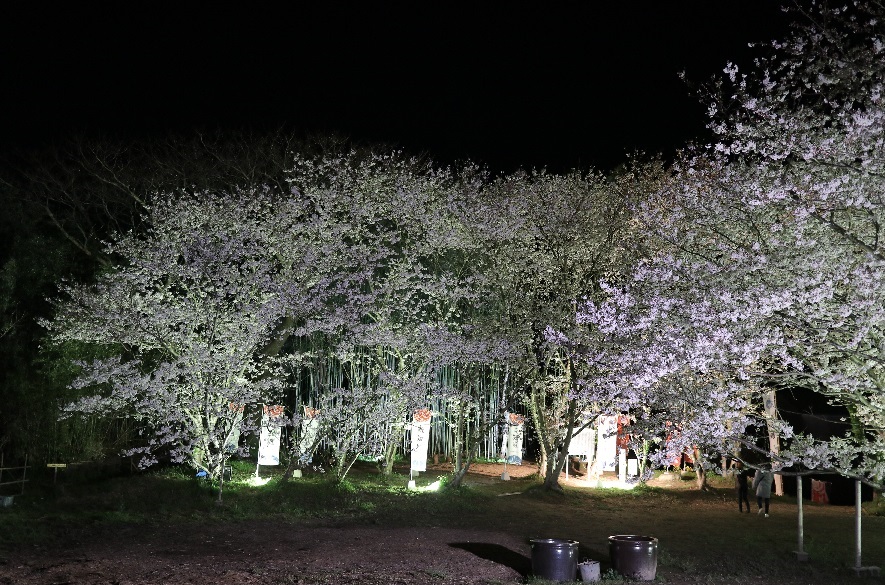 Illumination of cherry blossoms and bamboo corridor at Shichi Castle ruins