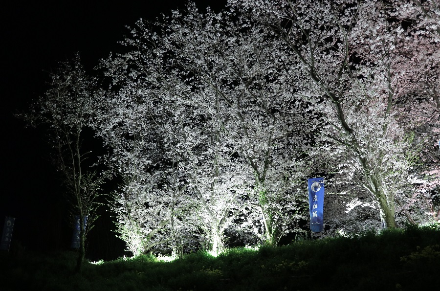 Illumination of cherry blossoms and bamboo corridor at Shichi Castle ruins