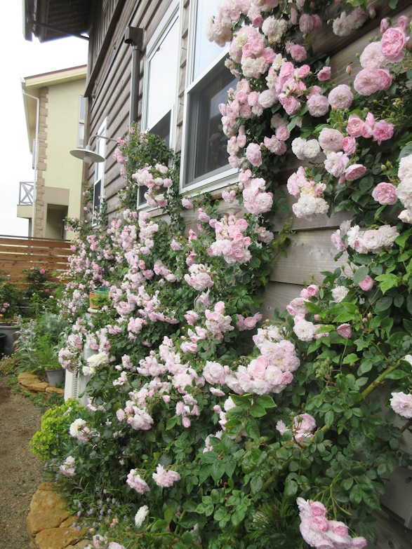 Forum on city planning through open gardens and flowers