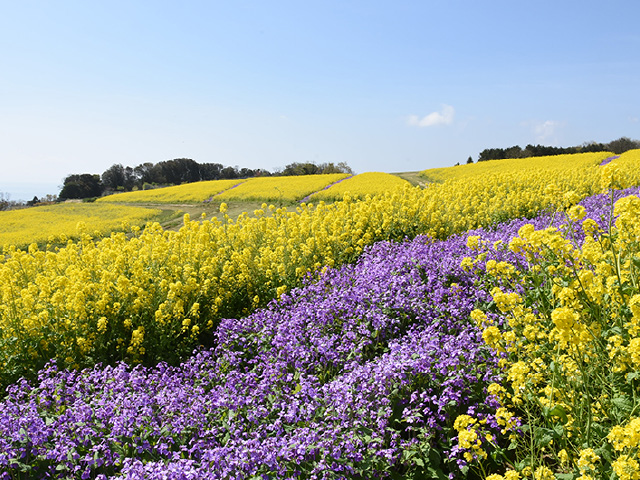 兵庫県立公園　あわじ花さじき