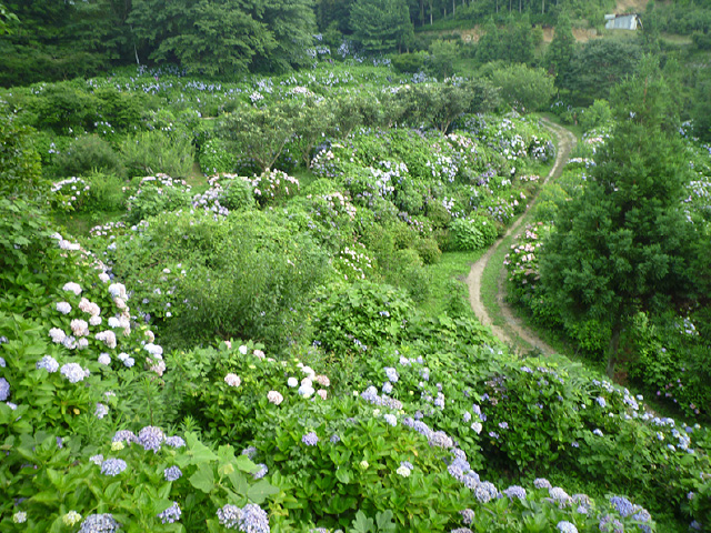 淡路花卉季節花園