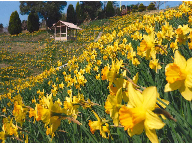 Daffodil Hill