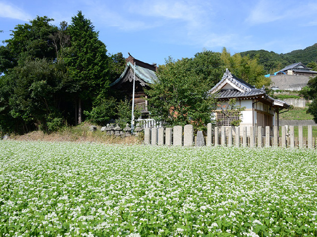 荞麦面咖啡馆生田村