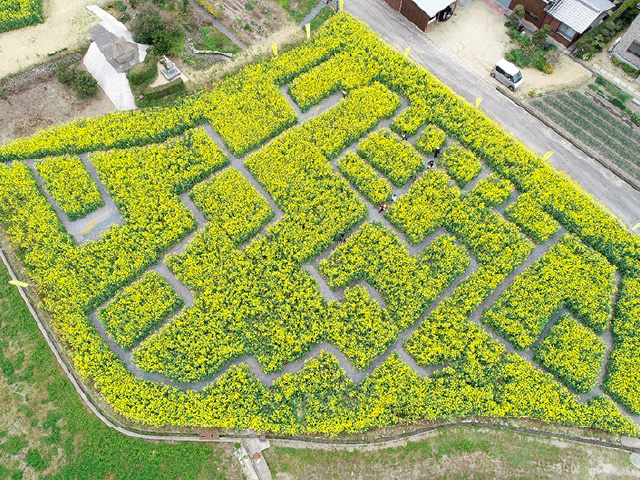 Ono district rapeseed flower field