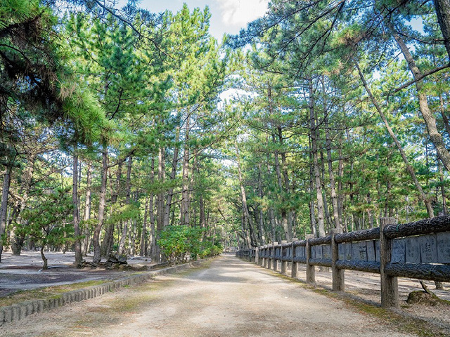 Keino Pine Grove